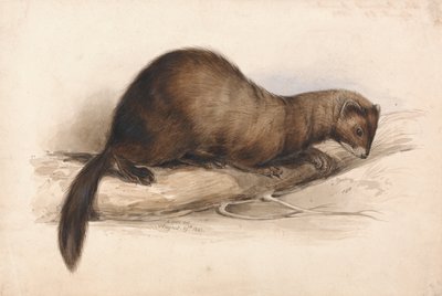 Una donnola da Edward Lear